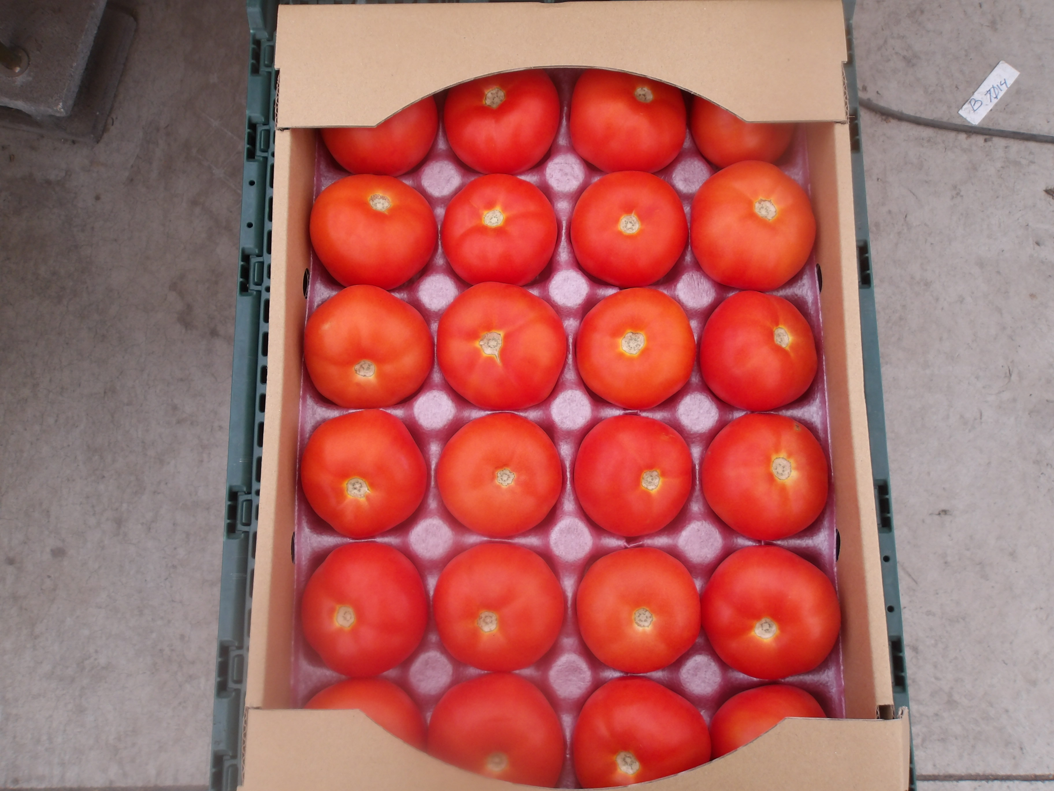 カナバロトマト